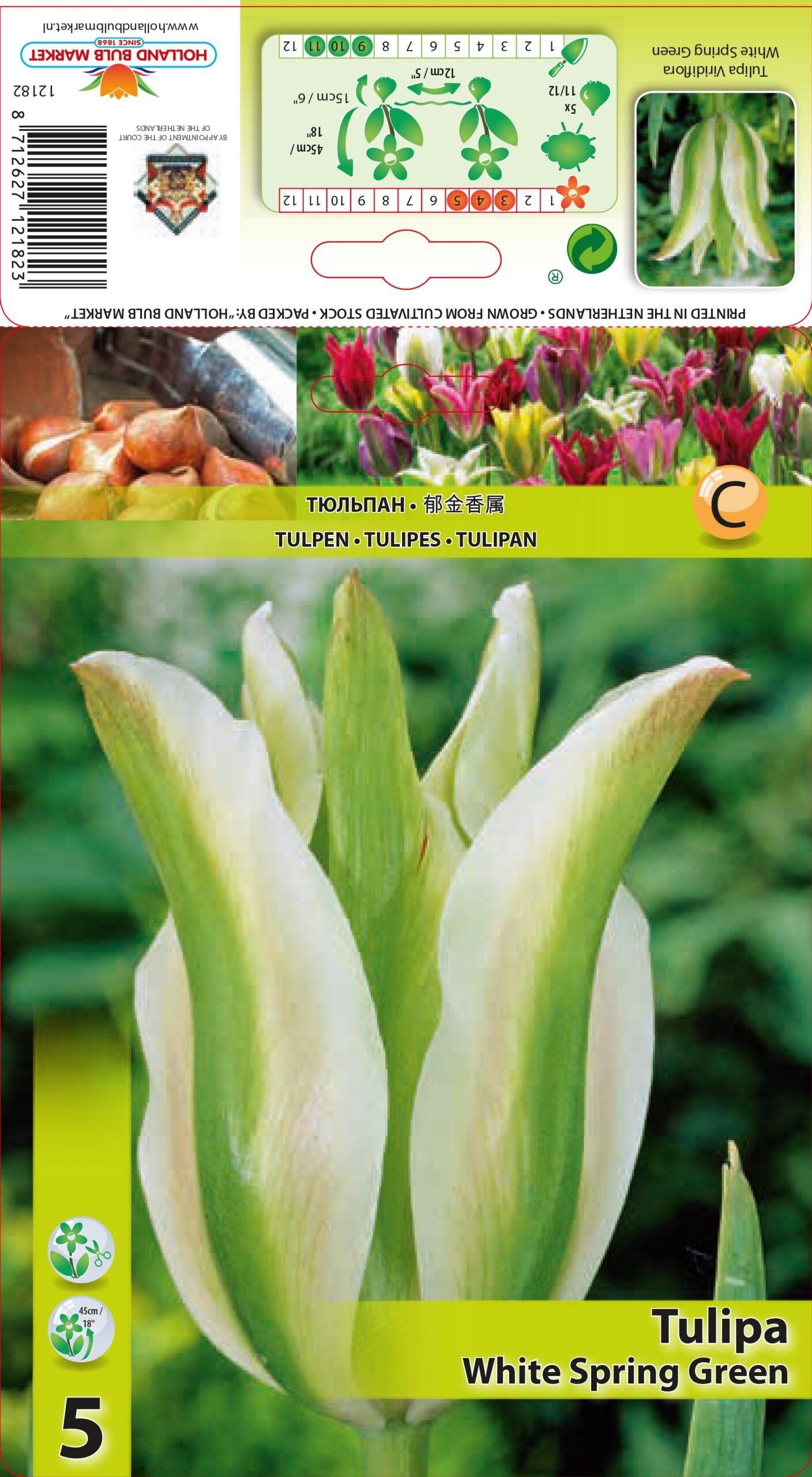 Tulp White Spring Green 5 tk