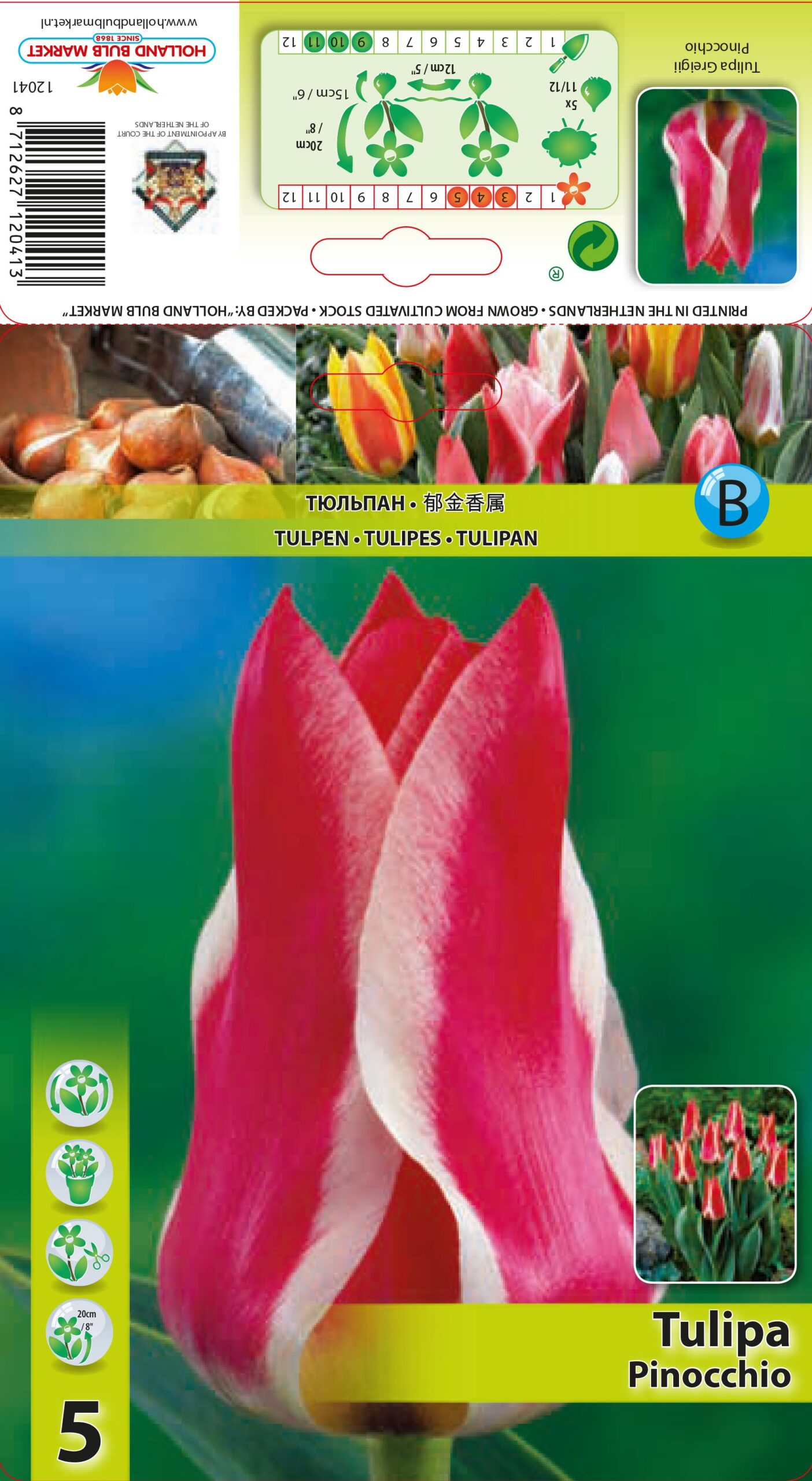 Tulp Pinocchio  5 tk