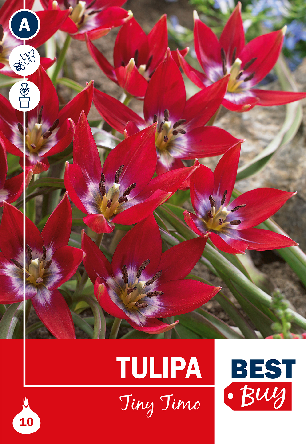 Botaaniline tulp Tiny Timo 10 tk
