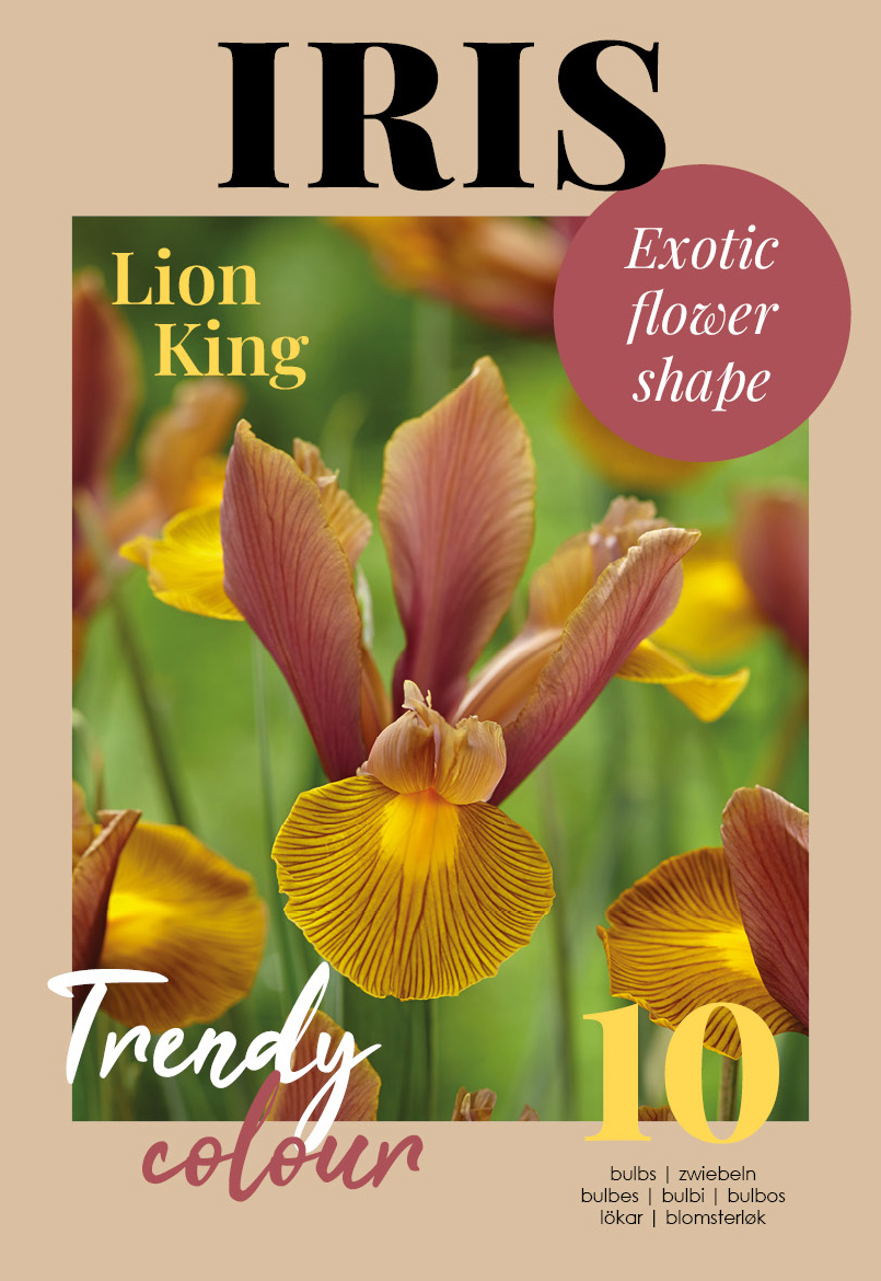 Hollandi iiris Lion King 10 tk