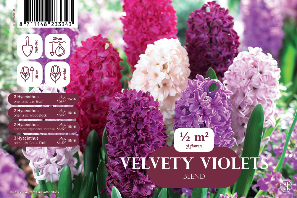 Hüatsint segu Velvety Violets 10 tk
