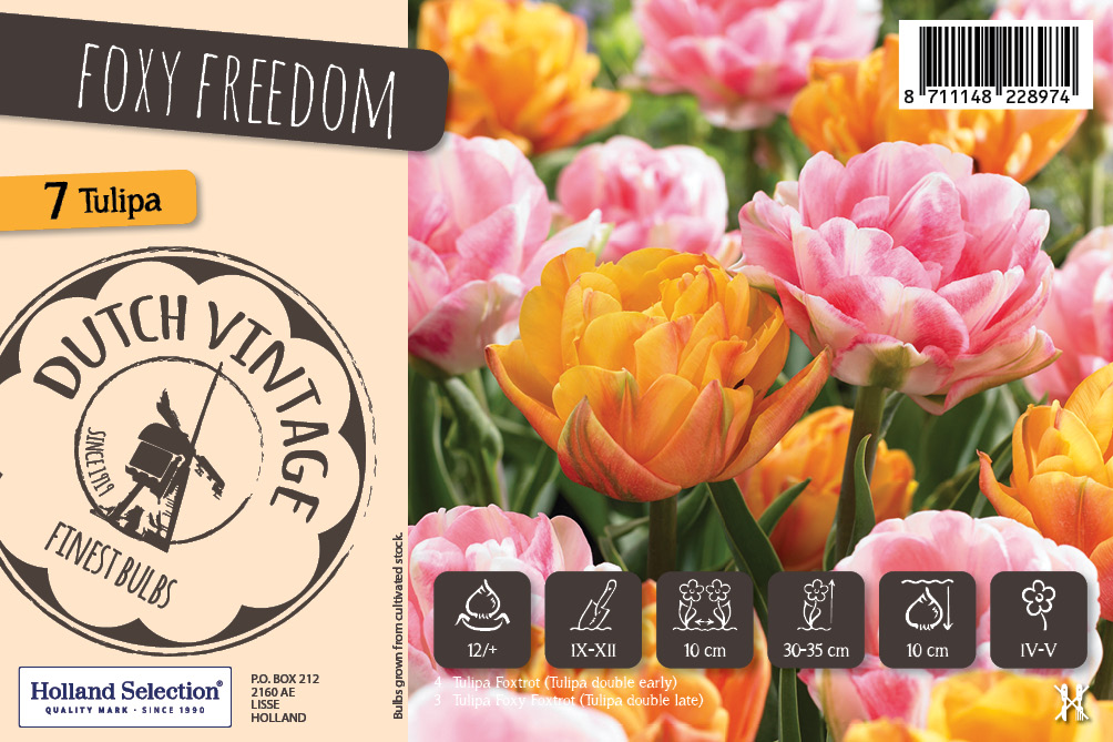 Tulpide segu Foxy Freedom 7 tk