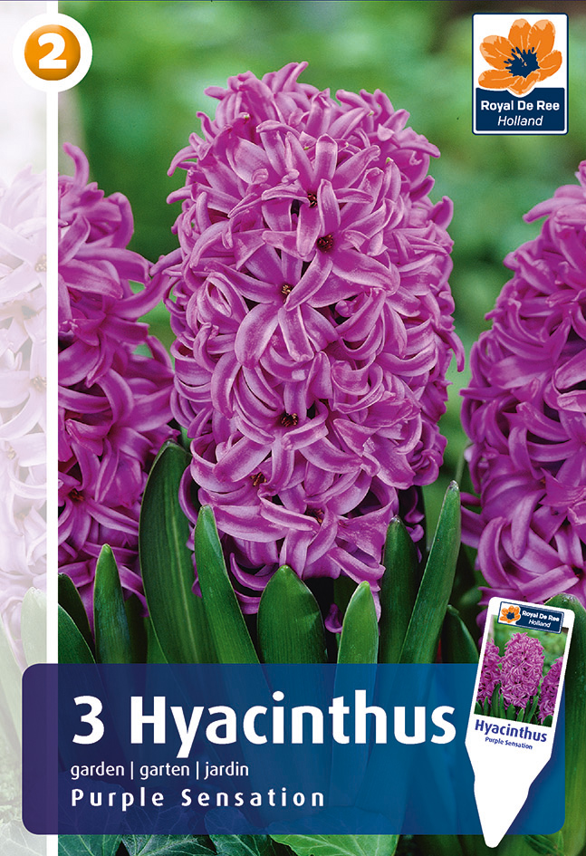 Hüatsint Purple Sensation 3 tk