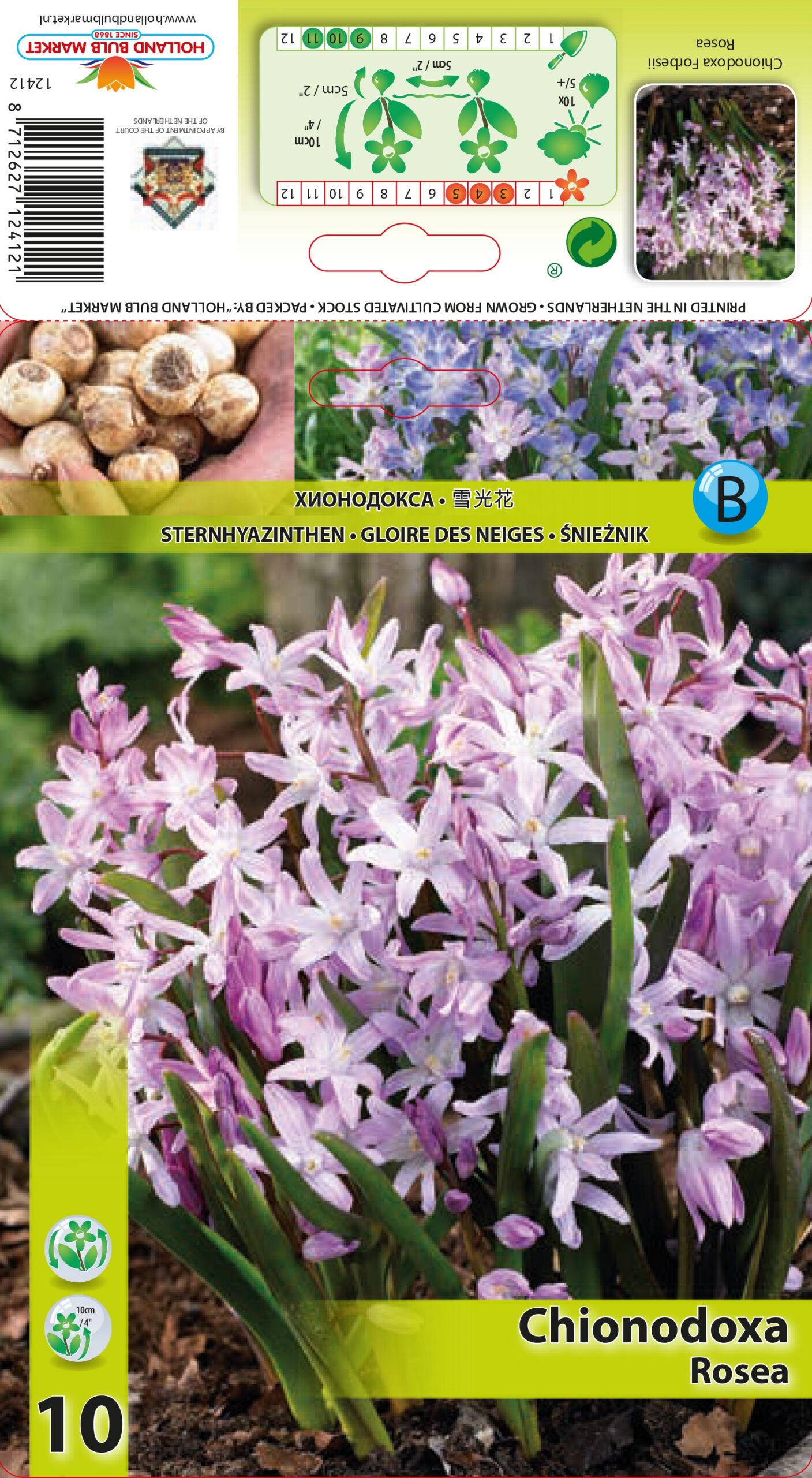 Kirgaslill Rosea 10 tk