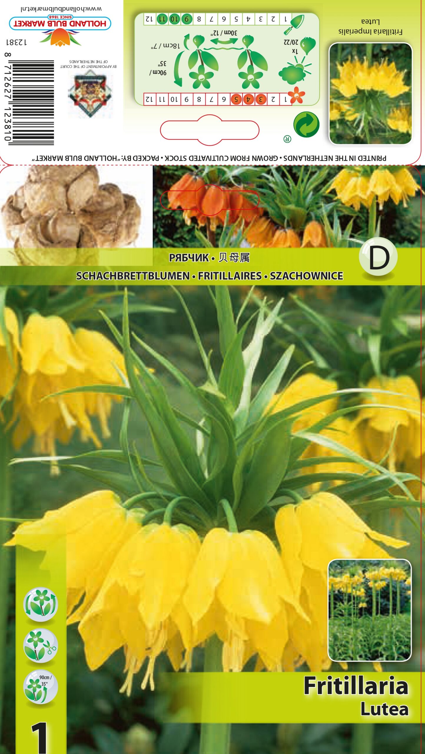 Püvilill Lutea 1 tk