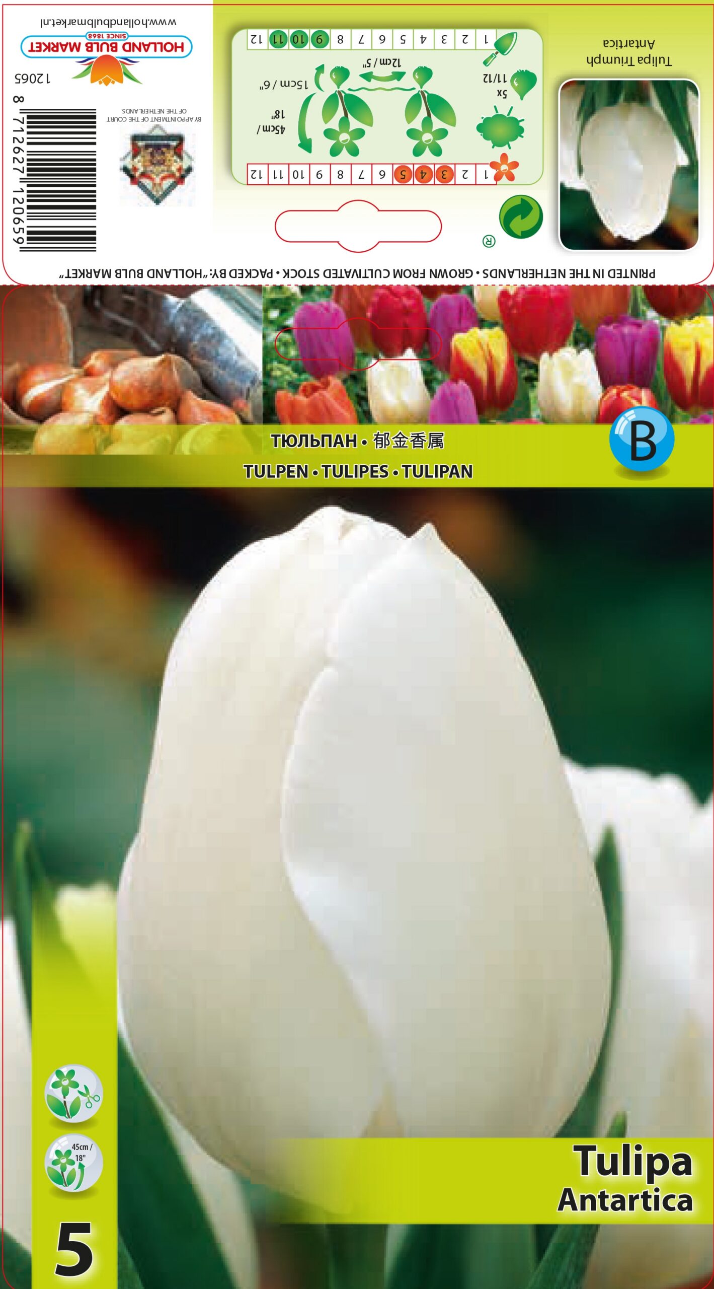 Tulp Antarctica 5 tk