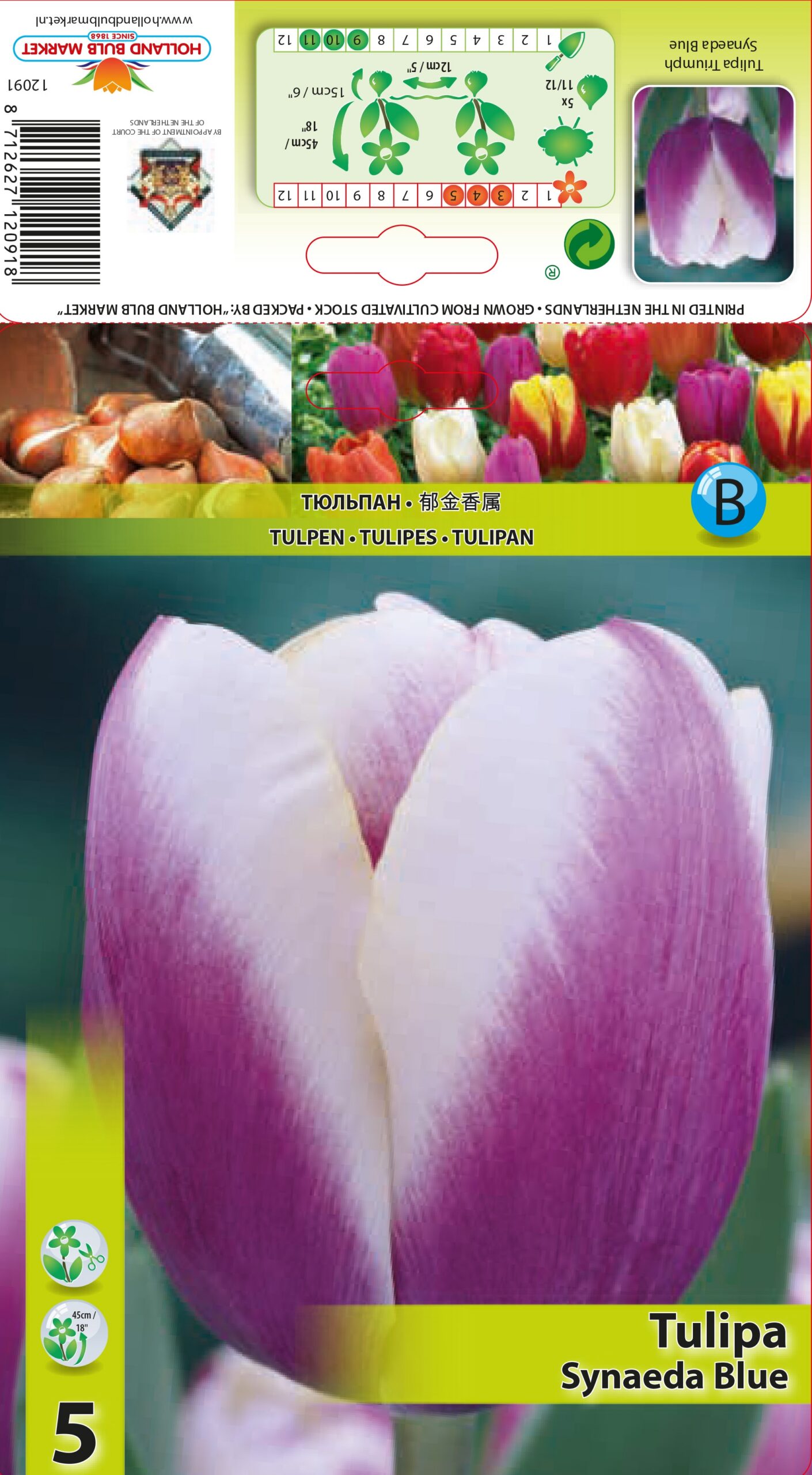 Tulp Synaeda Blue 5 tk