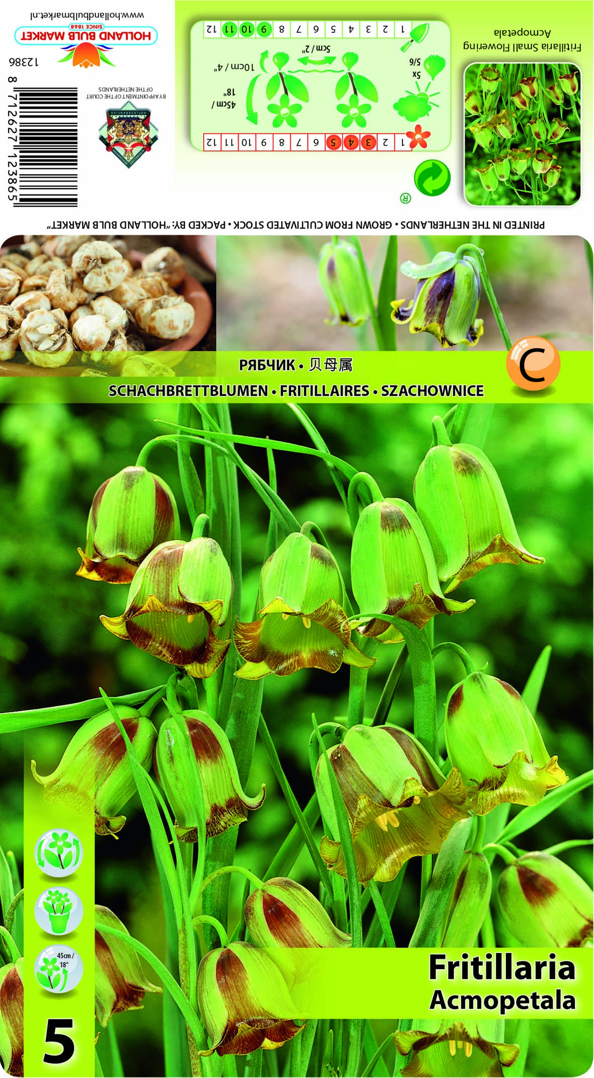 Terav püvilill - fritillaria Acmopetala 5 tk