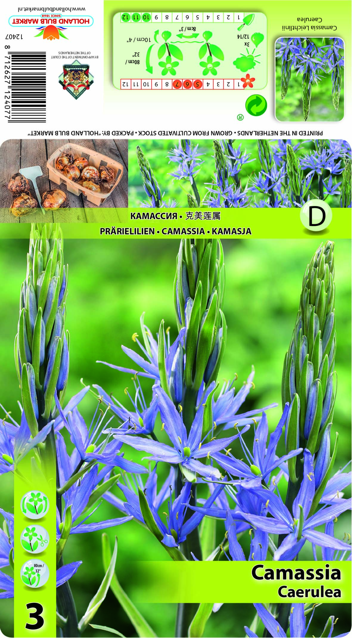 Leichtlini preeriaküünal Caerulea 3 tk