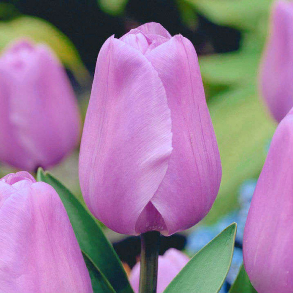 Tulp Alibi 1 tk