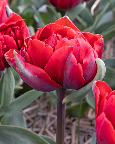Tulp Red Princess 1 tk
