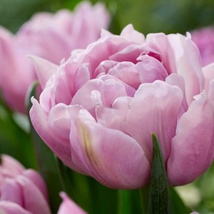 Tulp Katinka 1 tk