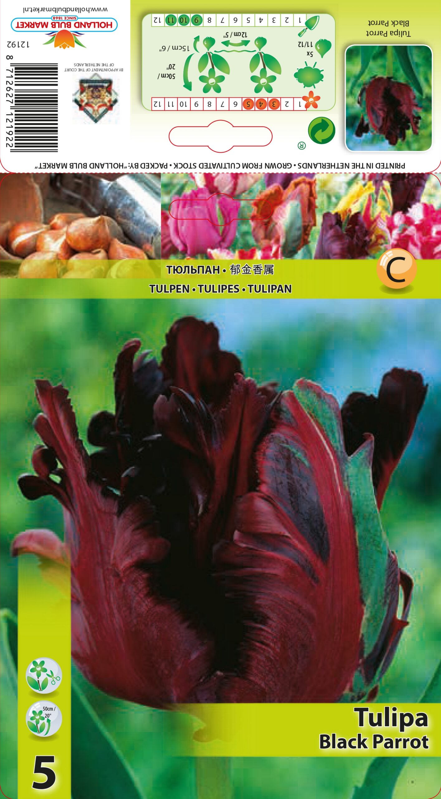 Tulp Black Parrot 5 tk