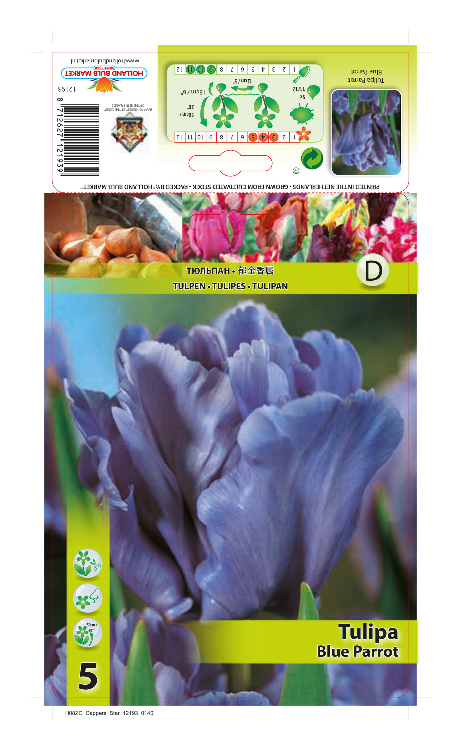 Tulp Blue Parrot 5 tk