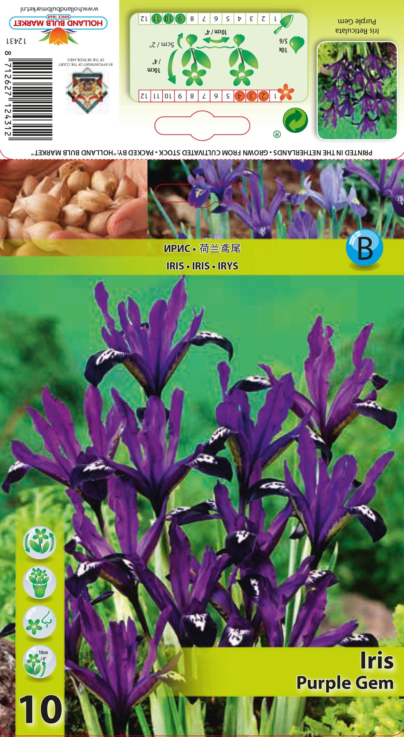 Võrkiiris Purple Gem 10 tk