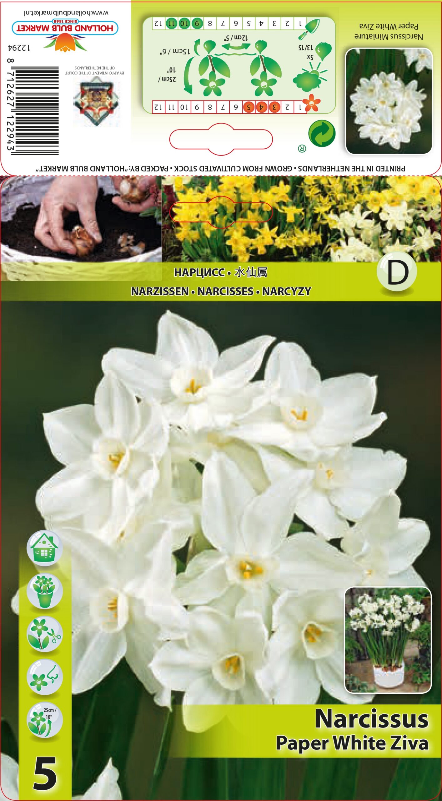 Nartsiss Paper White Ziva 5 tk
