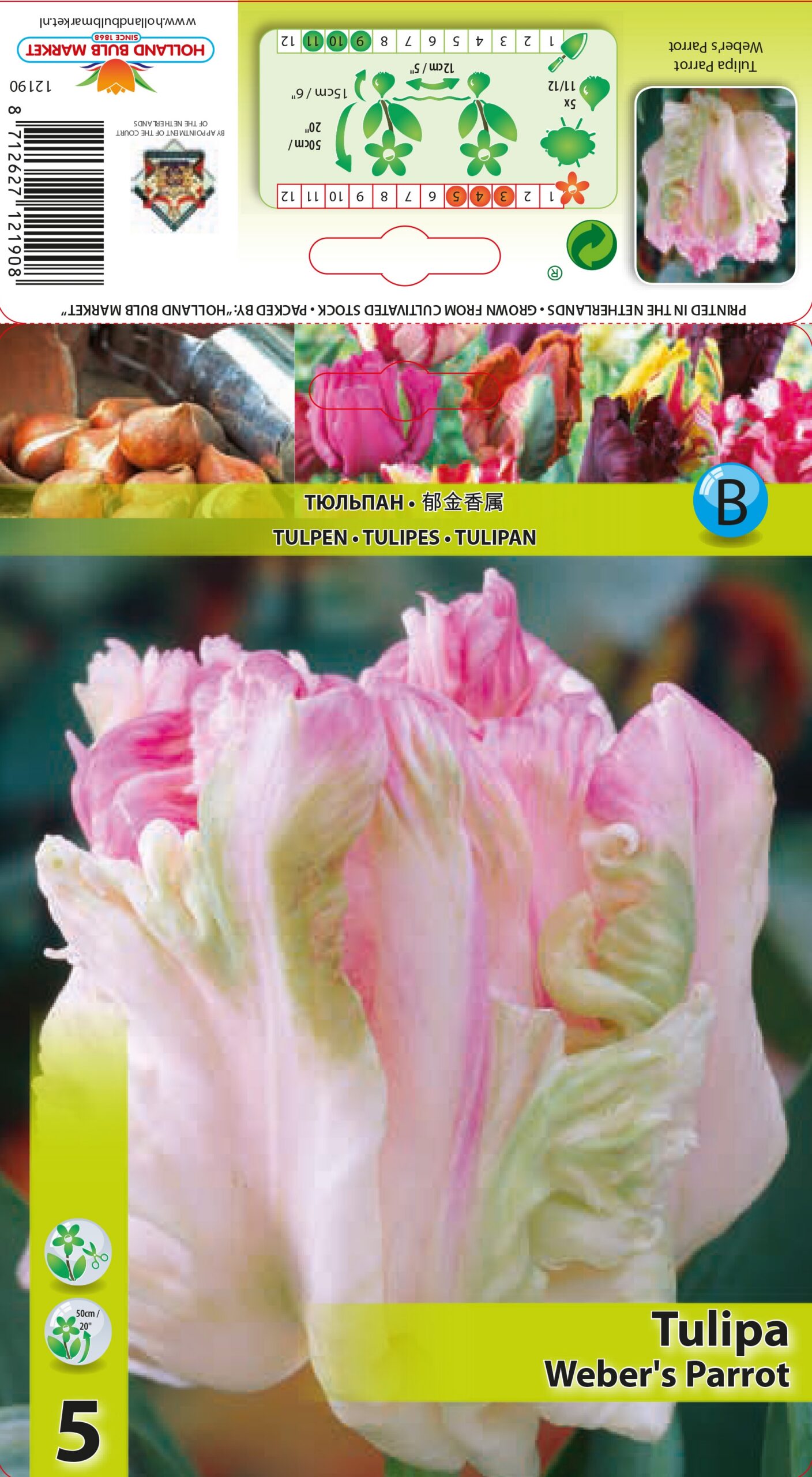 Tulp Weber´s Parrot 5 tk