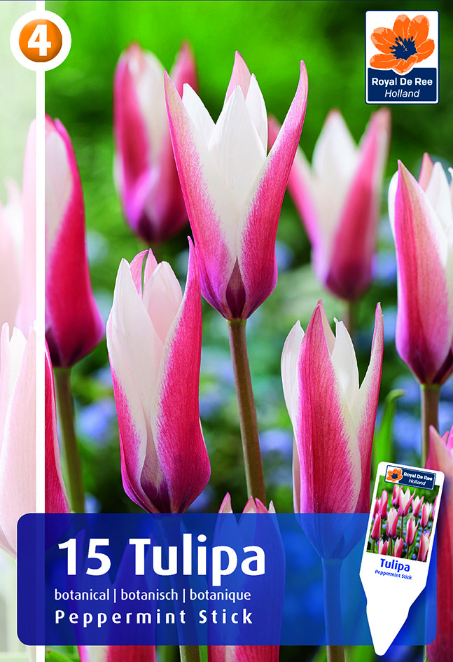 Botaaniline tulp Peppermint Stick 15 tk