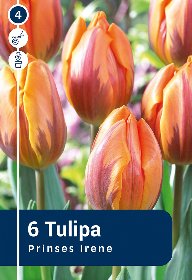 Tulp Princes Irene 6 tk