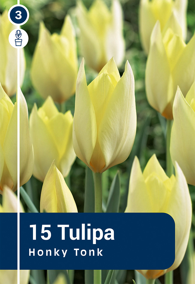 Botaaniline tulp Honky Tonk 15 tk