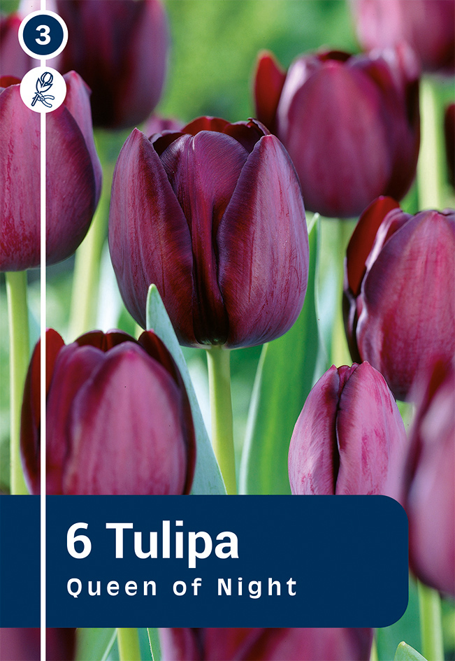 Tulp Queen of Night 6 tk