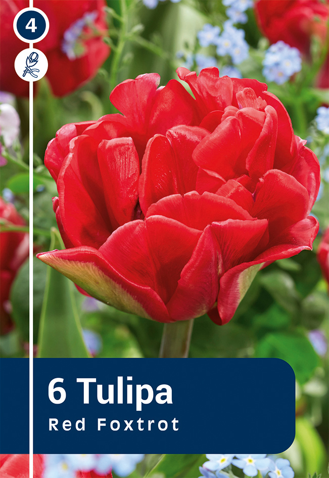 Tulp Red Foxtrot 6 tk