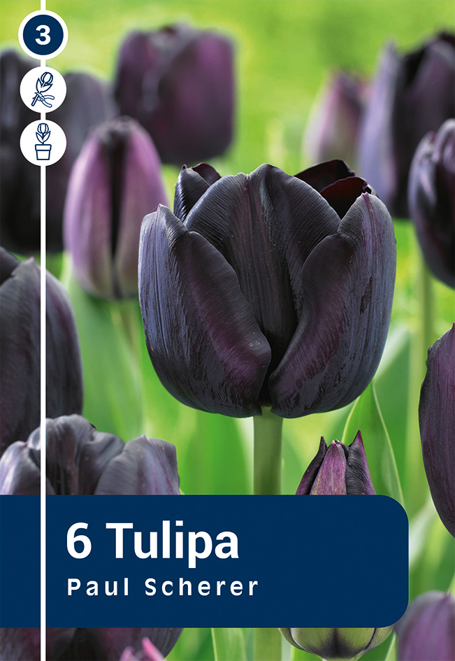 Tulp Paul Scherer 6 tk