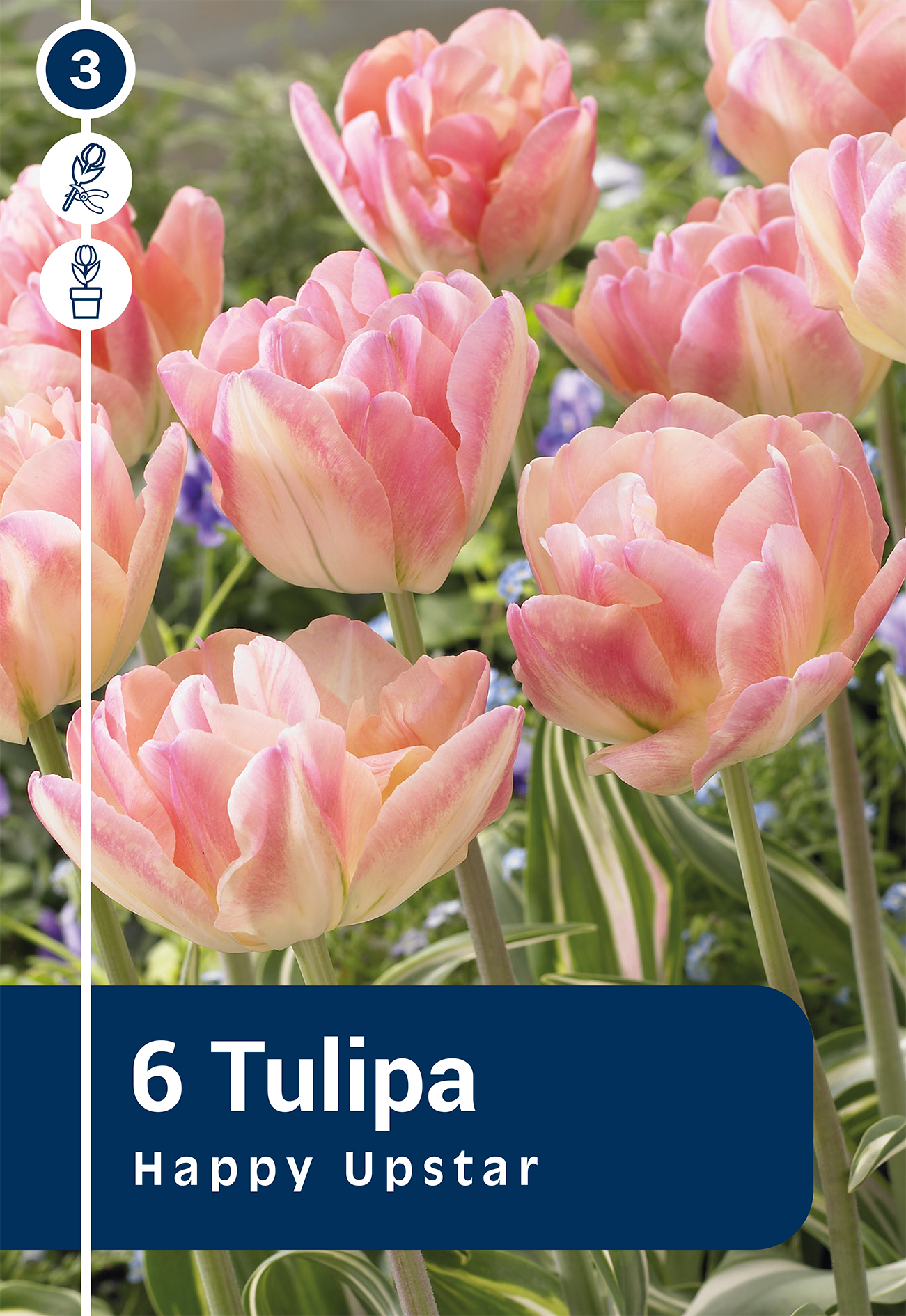Tulp Happy Upstar 6 tk