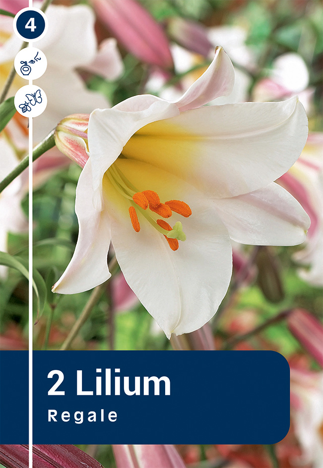 Liilia Regale 2 tk
