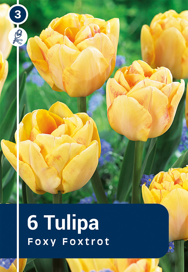 Tulp Foxy Foxtrot 6 tk