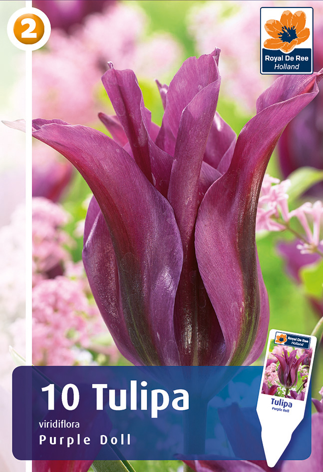 Tulp Purple Doll 6 tk