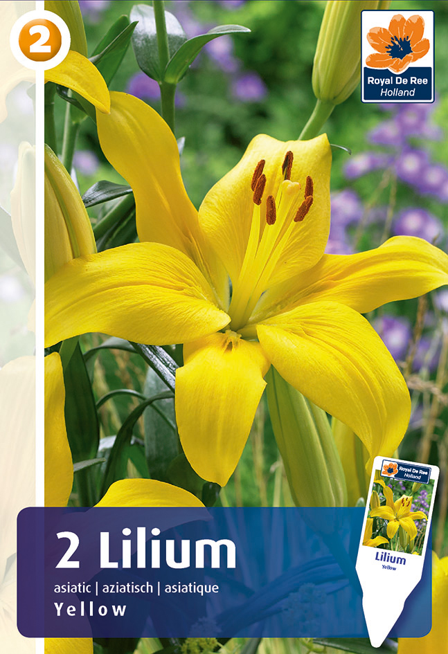 Liilia Asiatic Yellow 2 tk
