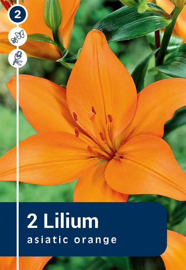 Liilia Asiatic Orange 2 tk