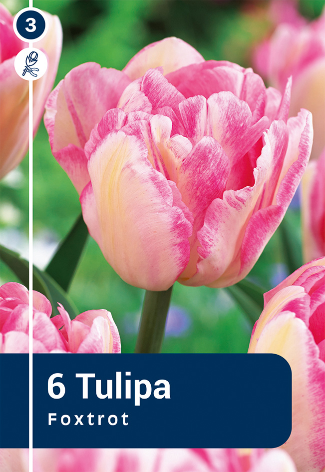Tulp Foxtrot 6 tk