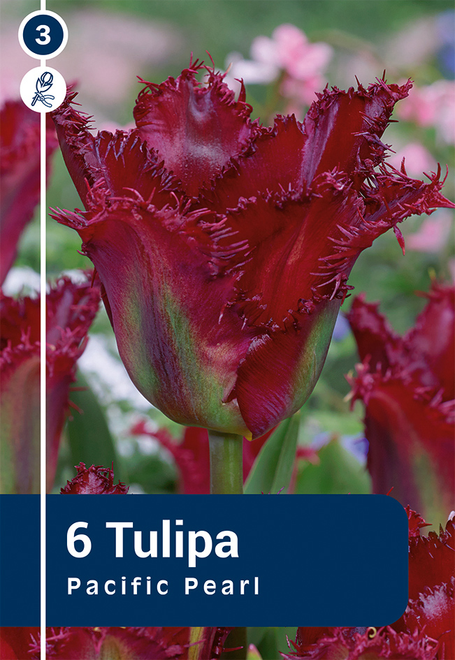 Tulp Pacific Pearl 6 tk