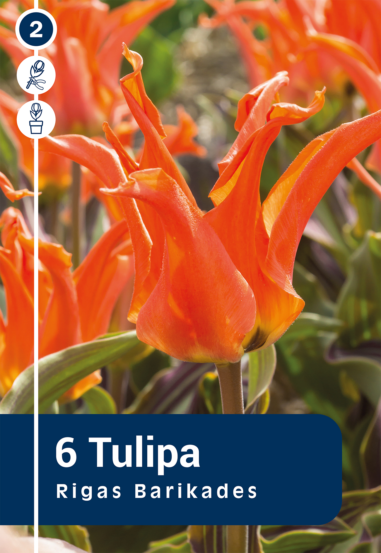 Tulp Rigas Barikades 6 tk