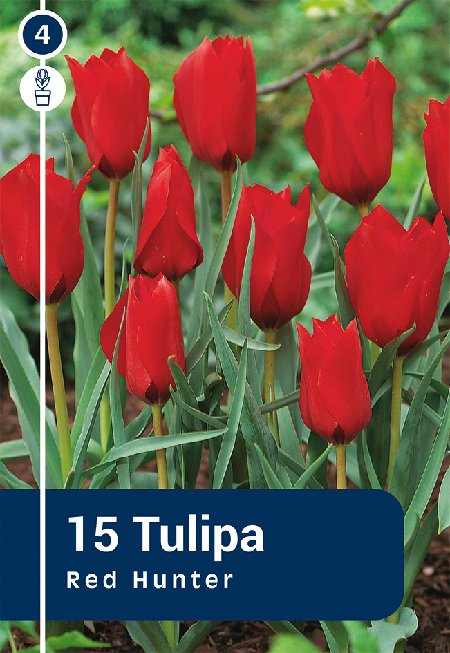 Botaaniline tulp Red Hunter 15 tk
