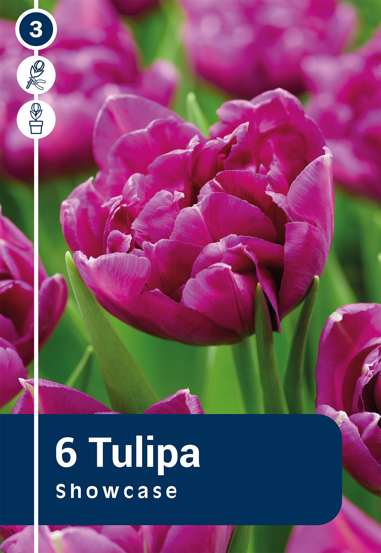 Tulp Showcase 6 tk