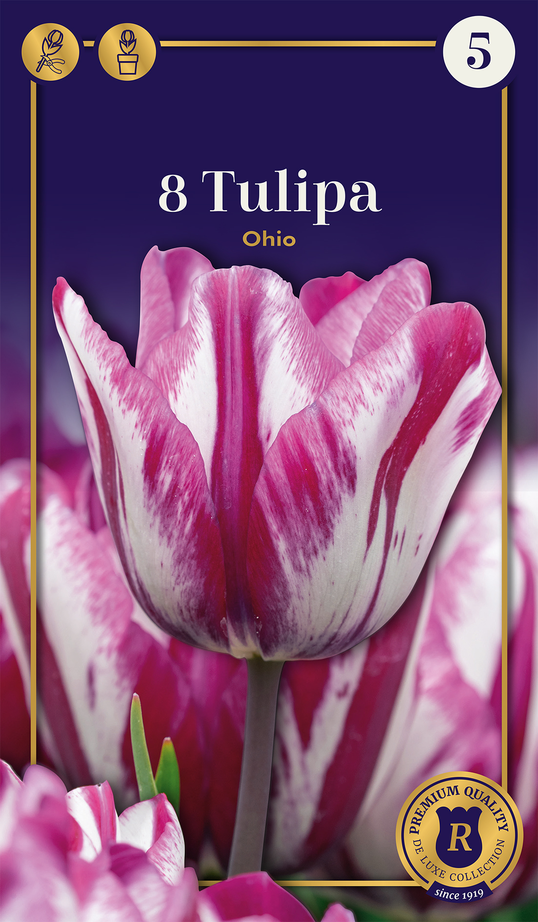 Tulp Ohio 5 tk
