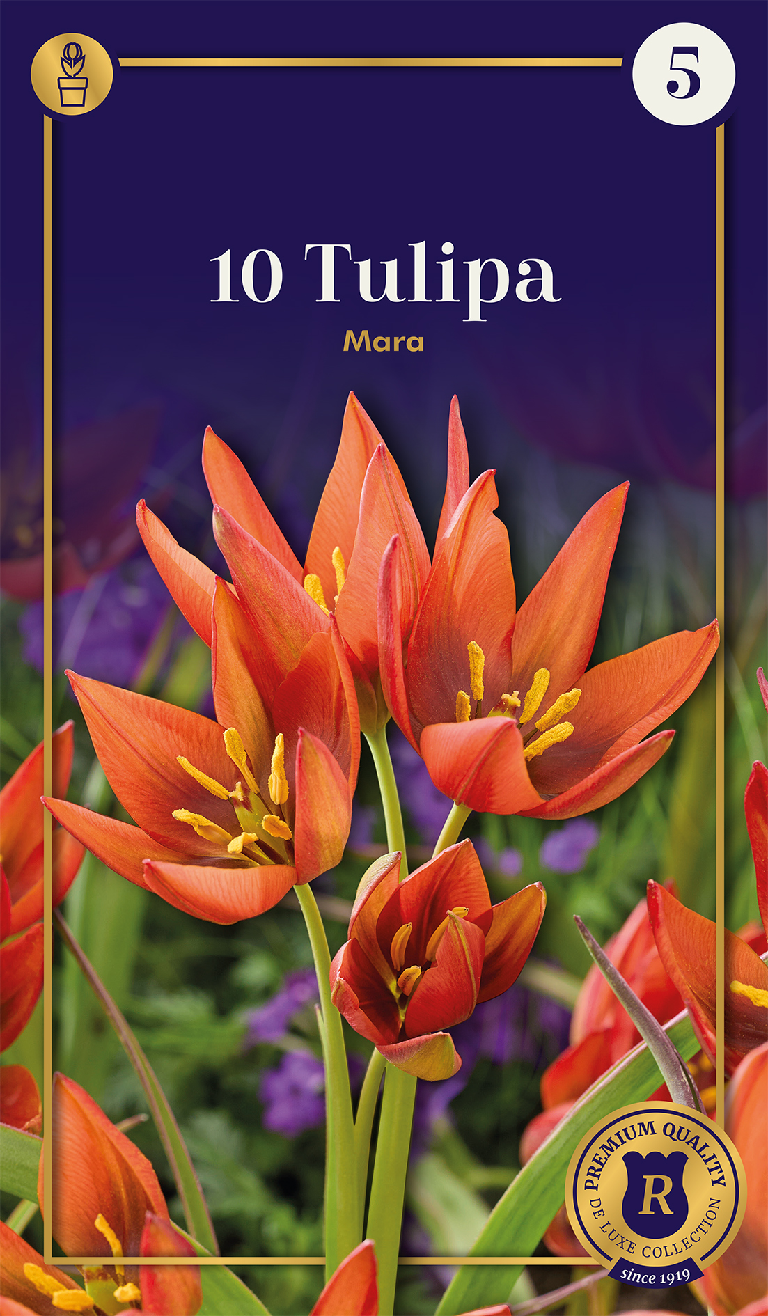 Botaaniline tulp Mara 10 tk