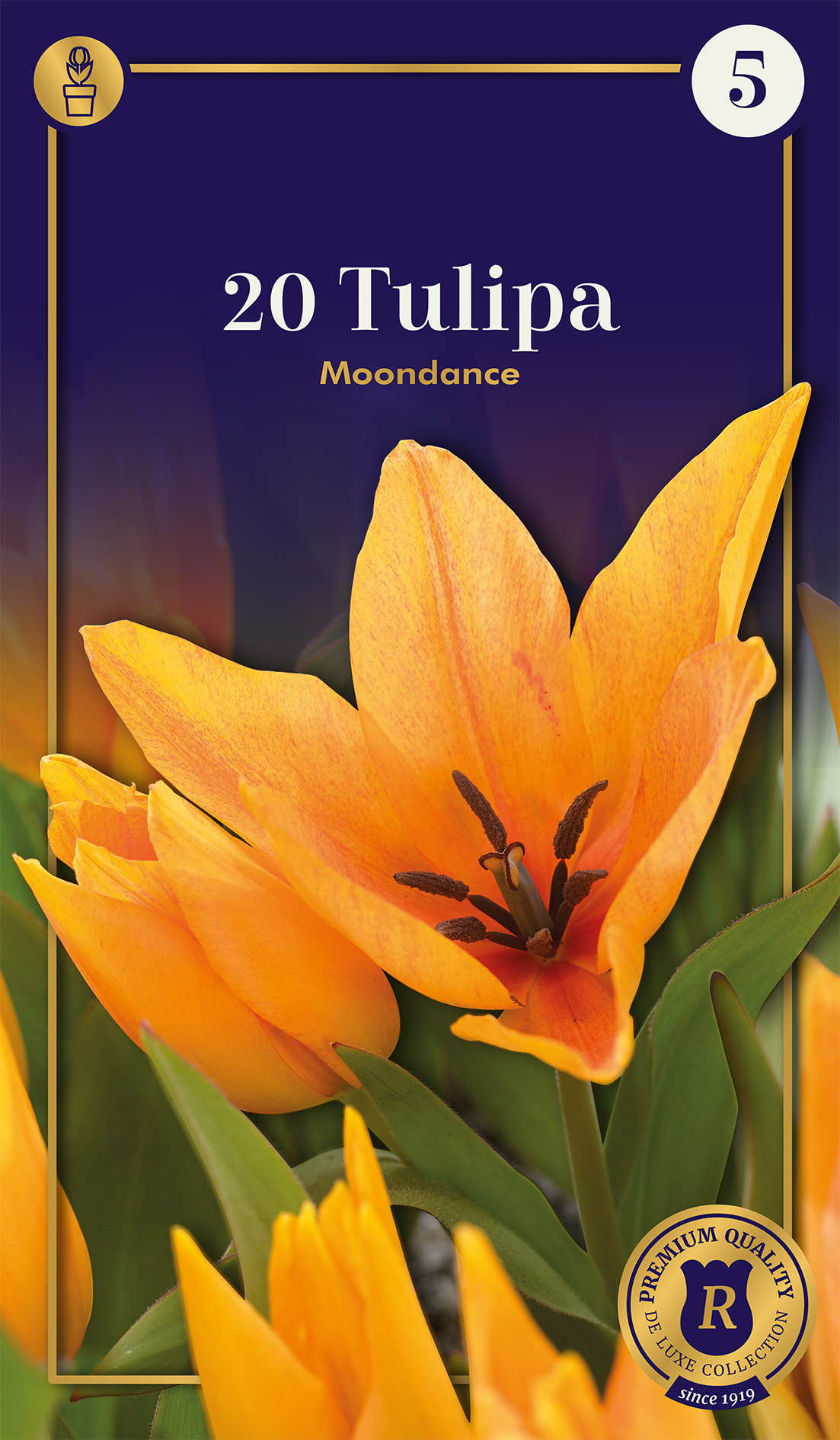 Botaaniline tulp Moondance 20 tk