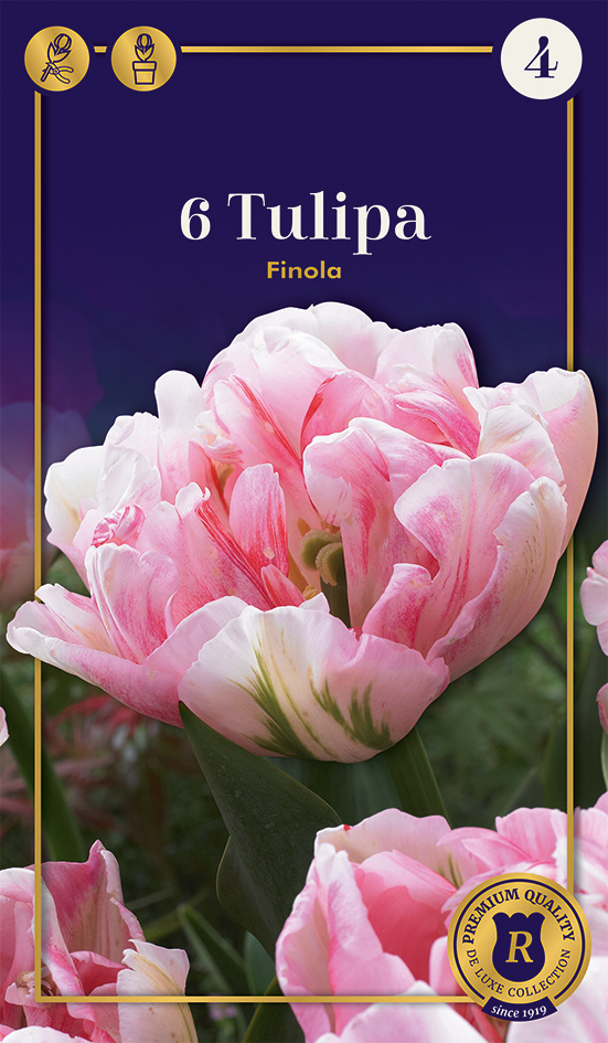 Tulp Finola 6 tk