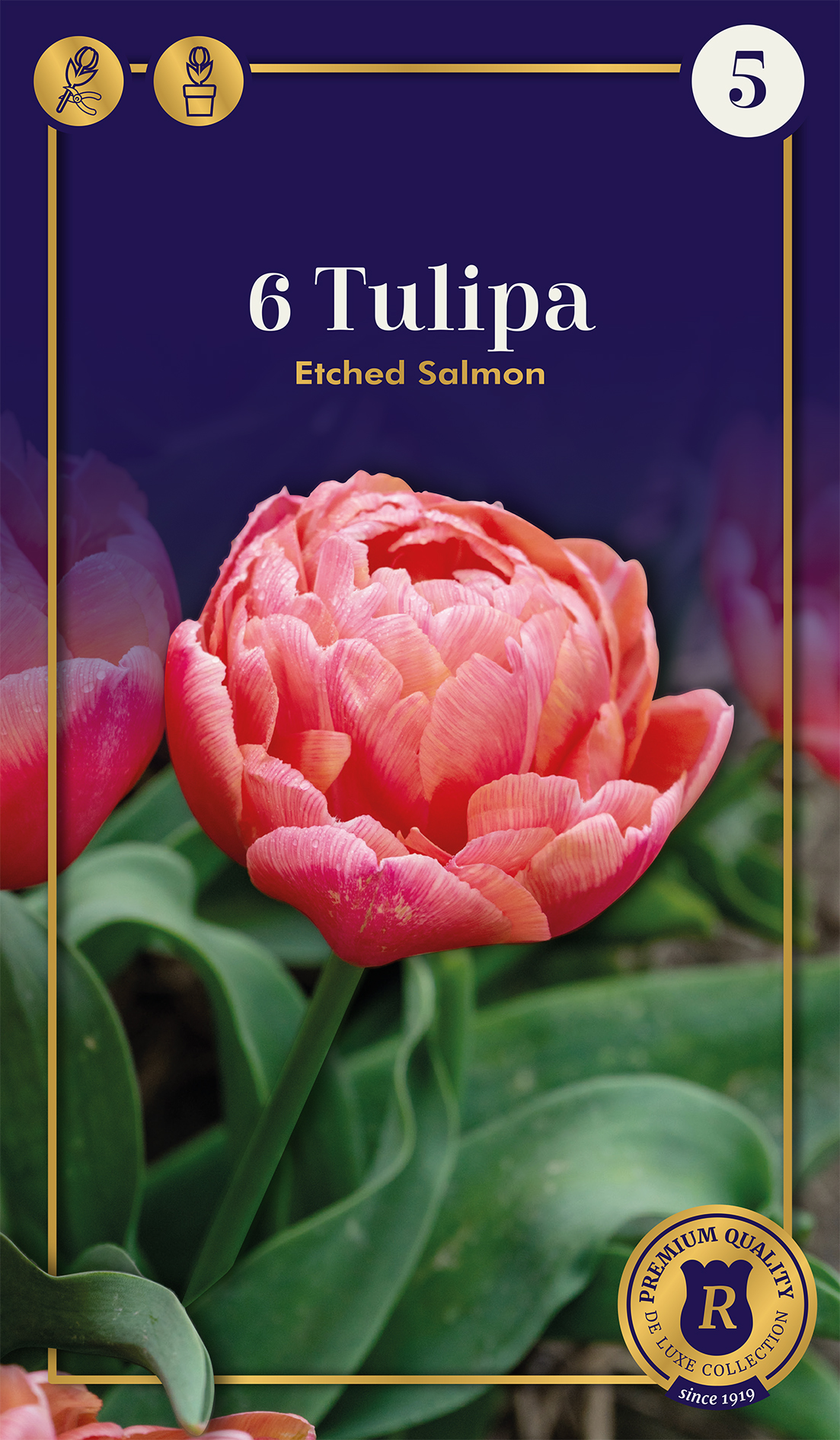 Tulp Etched Salmon 6 tk