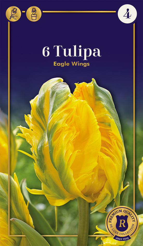 Tulp Eagle Wings 6 tk