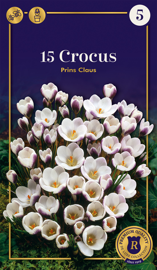 Krookus Prince Claus 15 tk