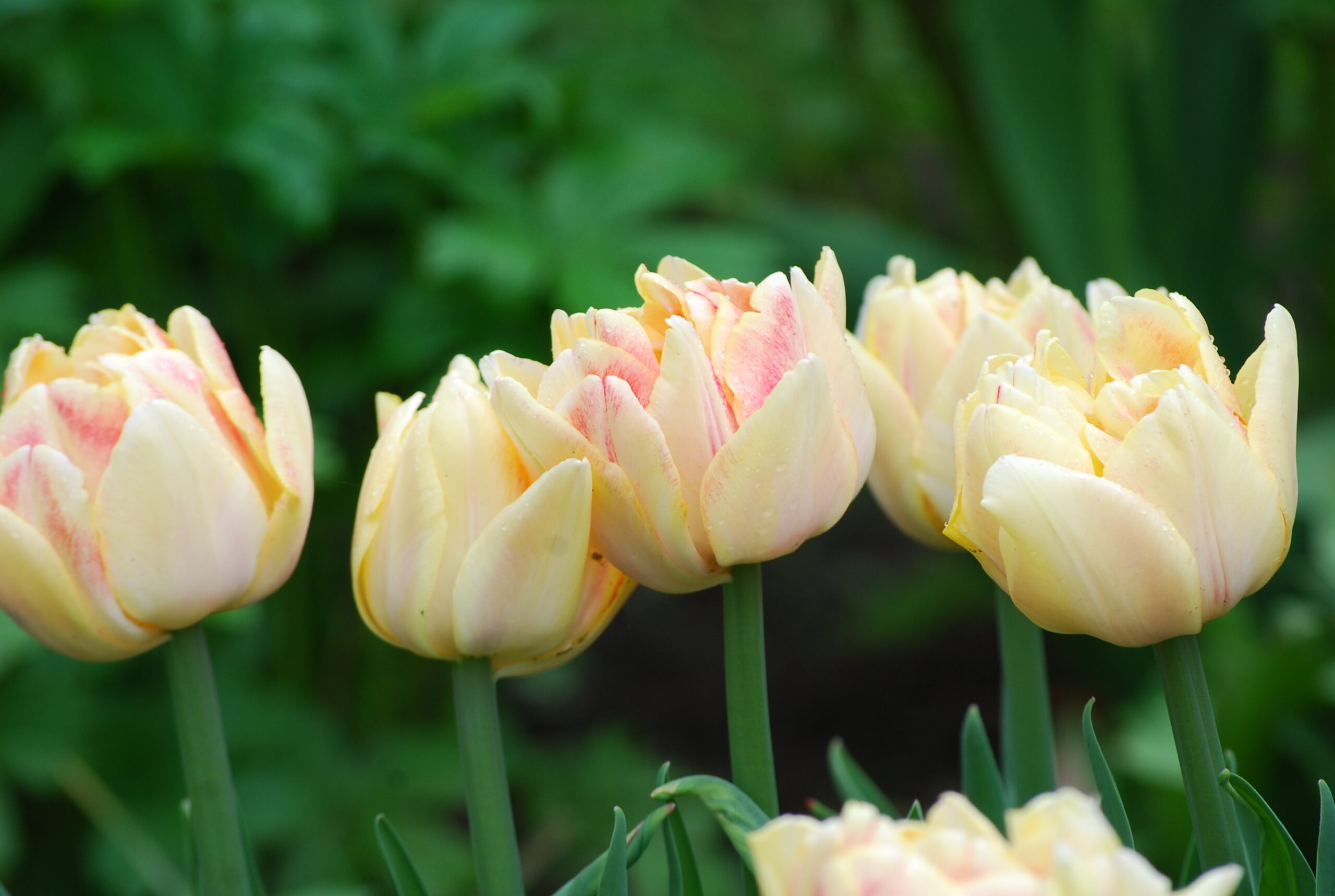 Tulp Foxy Foxtrot 6 tk