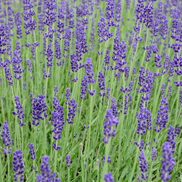 Tähklavendel Hidcote Blue P9 taim
