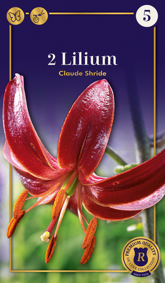 Kirju liilia Claude Shride 2 tk