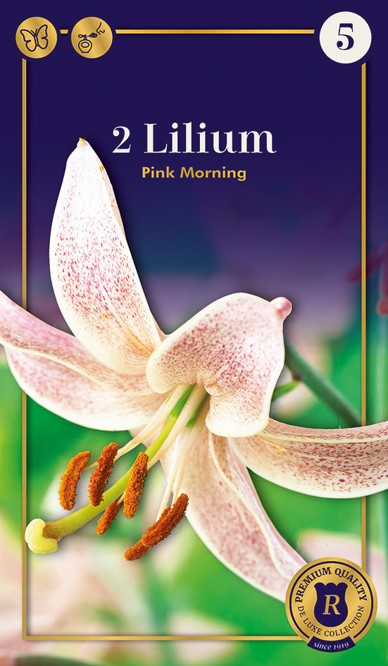 Kirju liilia Pink Morning 2 tk