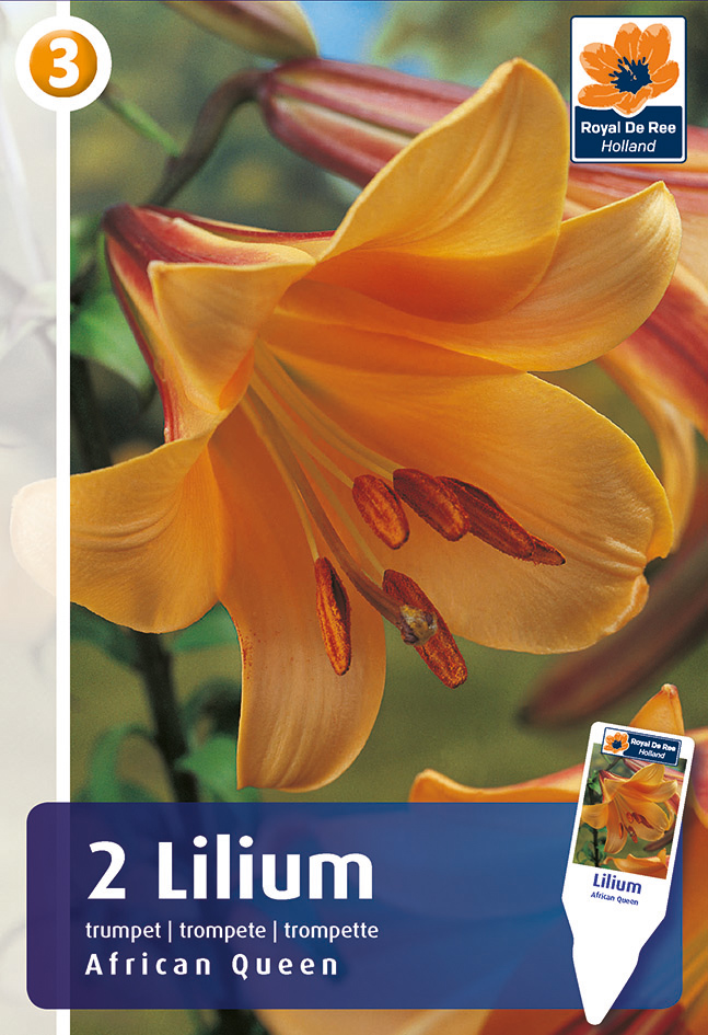 Liilia African Queen 2 tk